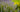 Verwendung und Wirkungen von echtem Lavendel