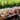 Degustation of Cold brew and Organic teas from the Lavender Valley