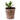 Organic Ribwort Plantain – Plantago lanceolata, Seedlings